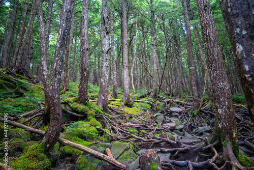                                                                    A view of the trail at Nyu  Yatsugatake  Minamisaku-gun  Nagano Prefecture  Japan.