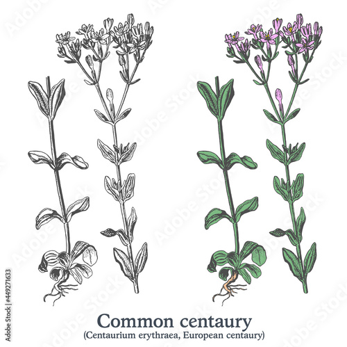Common centaury. Colorful vector hand drawn plant. Vintage medicinal sketch.