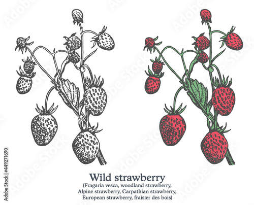 Wild strawberry. Colorful vector hand drawn plant. Vintage medicinal sketch