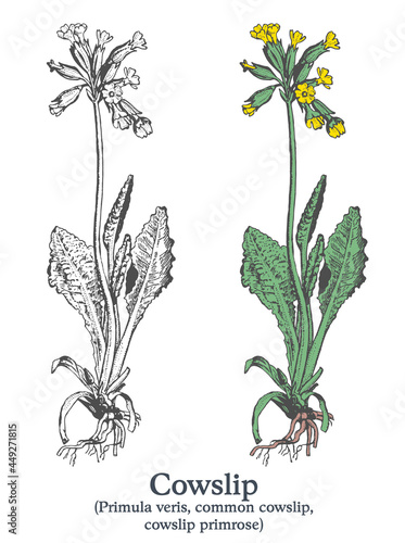 Bilde på lerret Cowslip