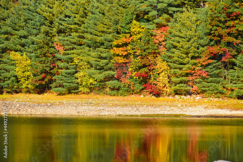 autumn trees reflected in water