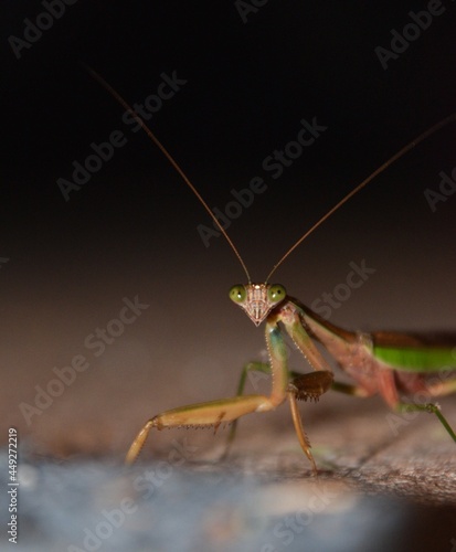 praying mantis on the ground