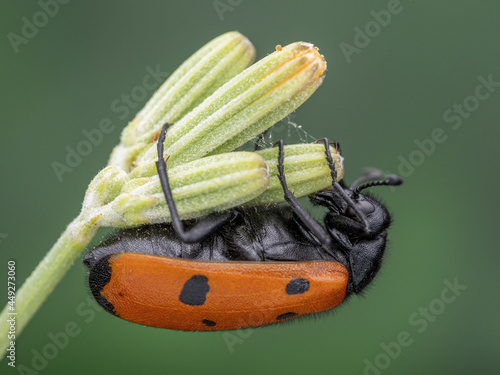 Closeup of a mylabris quadripunctata on blooming flowers in a field with a blurry background photo