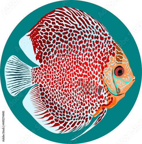 vector illustration of a discus fish