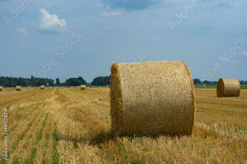 Haystacks are collected from the field in summer against the background of the sky with clouds.