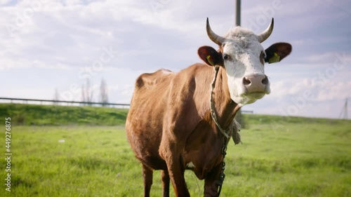 Curious brown cow, goes, looking at camera, moving its ears. Cute cow portrait