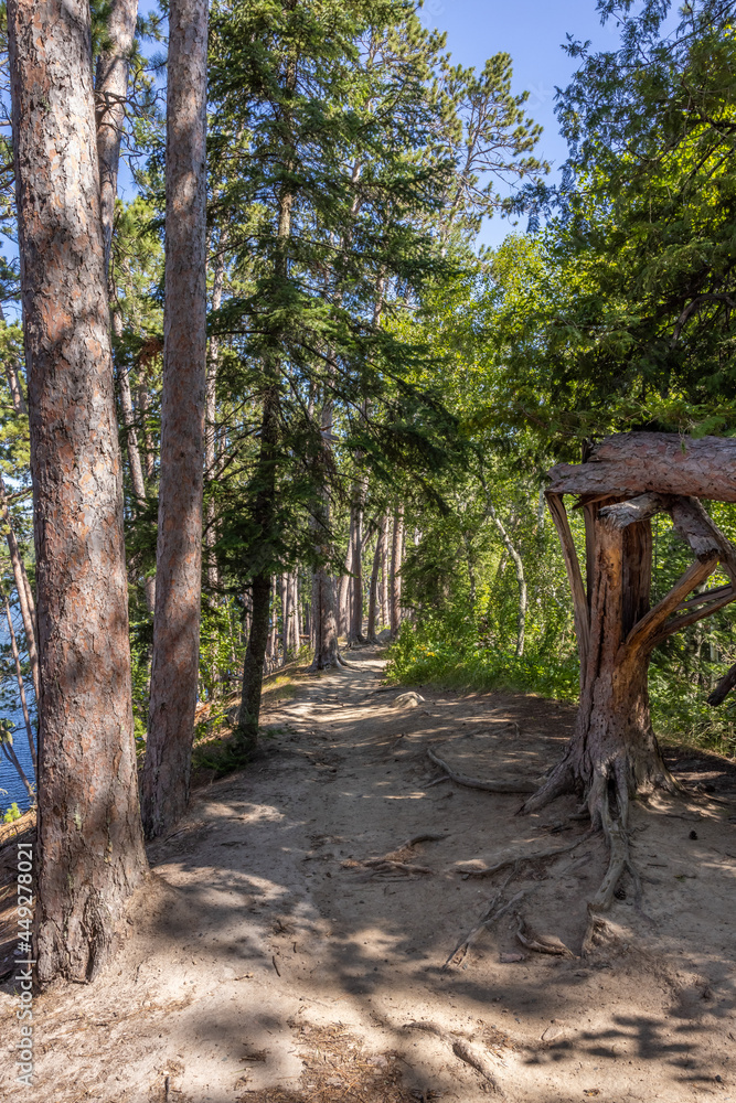 Hiking Trail In A Pine Tree Forest Hiking Trail In A Pine Tree Forest