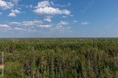 Aerial Forest View In The Summer