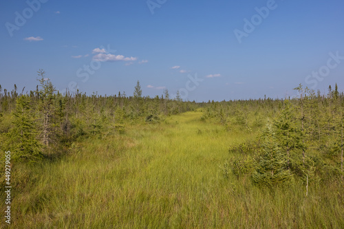 A Bog Scenic Landscape