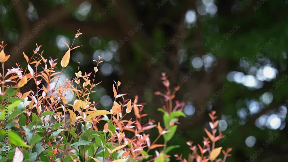 Growing Australia rose apple tree against nature bokeh background. Growing Australia rose apple tree against nature bokeh background.