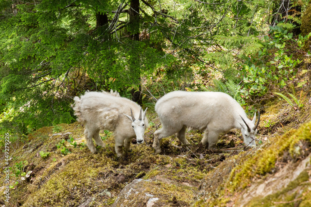Fototapeta premium Mountain Goats grazing in Olympic National Park, Washington, USA