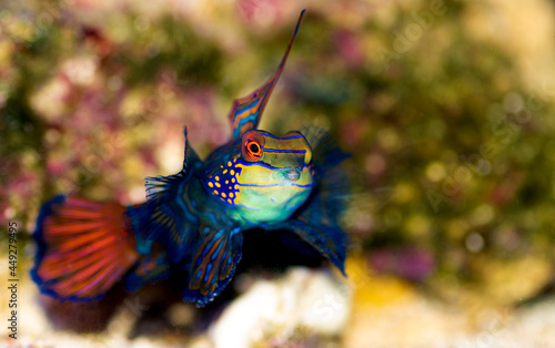 Synchiropus splendidus - The Mandarin fish, one of the most colorful saltwater fish photo