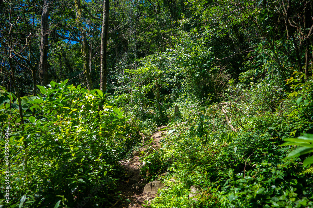 鹿児島県指宿市の開聞岳を登山している風景 A view of climbing Mt. Kaimon in Ibusuki City, Kagoshima Prefecture, Japan. 鹿児島県指宿市の開聞岳を登山している風景 A view of climbing Mt. Kaimon in Ibusuki City, Kagoshima Prefecture, Japan.