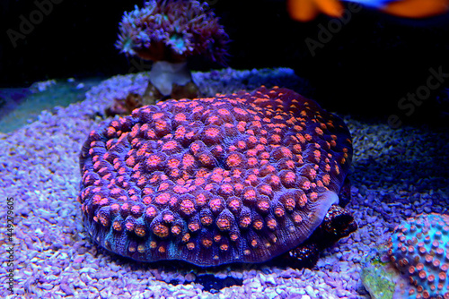 Chalice Stony polyps Coral - (Echinophyllia aspera) 