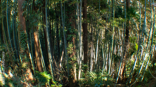 Green bamboo forest rustling by the summer wind in Kanagawa  Japan.