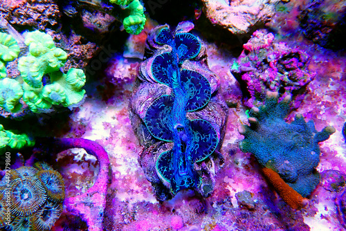Amazing colorful maxima clam - (Tridacna maxima) 