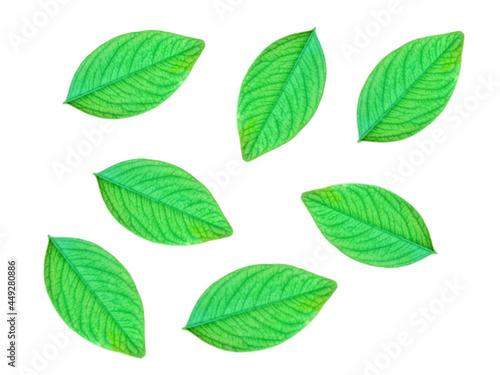 green leaves isolated on white background © Siripan
