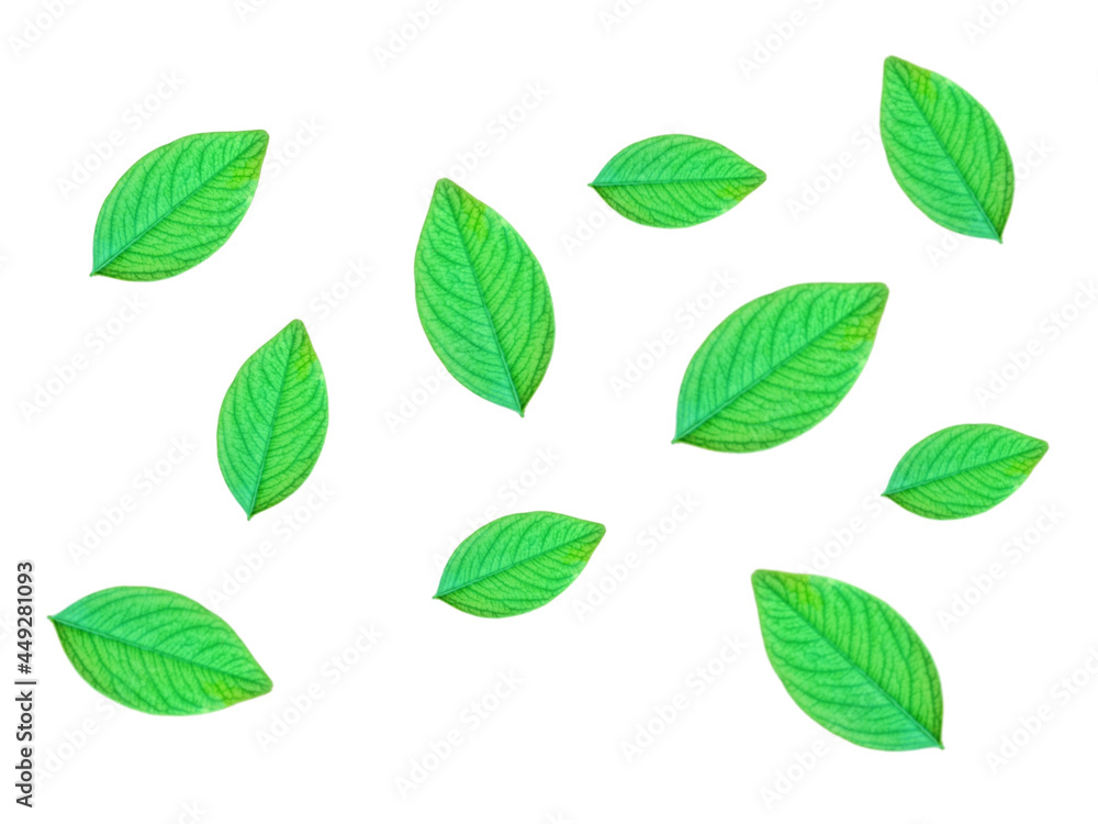 green leaves isolated on white green leaves isolated on white