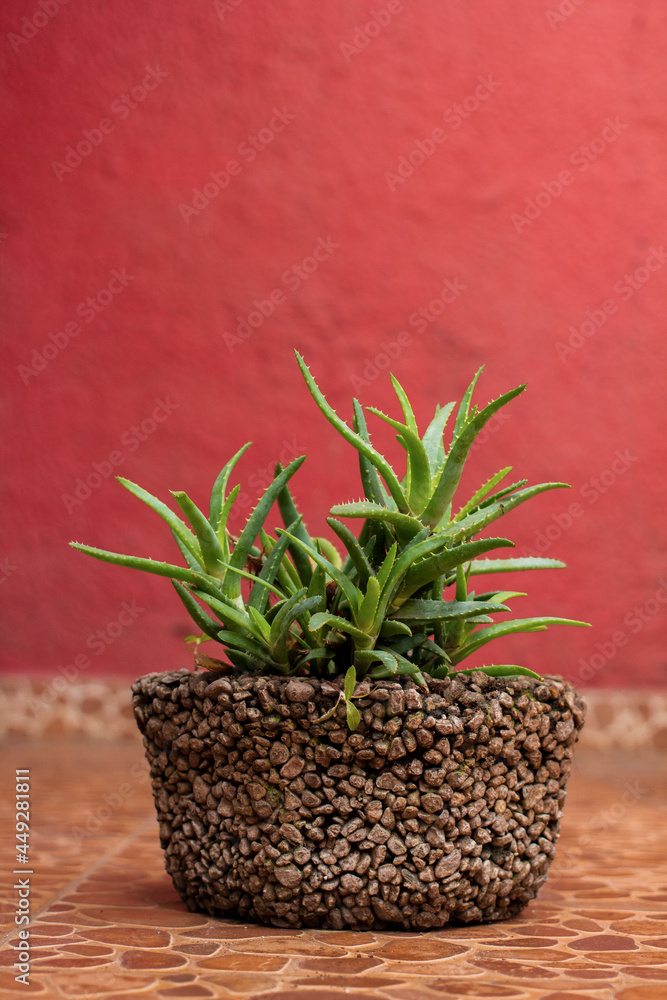 Maceta de jardín tradicional mexicana de piedra con planta de sábila