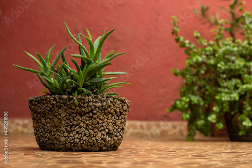 Maceta de jardín tradicional mexicana de piedra con planta de sábila aloe vera.
