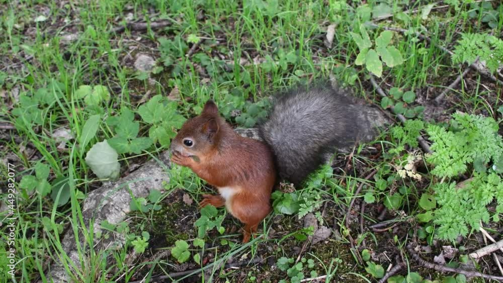 Squirrel eats hazelnuts on the grass in the park. Squirrel eats hazelnuts on the grass in the park.