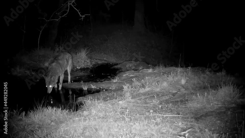 Two coyotes crossing a small creek; one walking by, the other stopping to drink before moving on to the right, in nighttime infra red footage