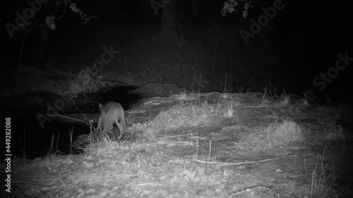Small bobcat crossing a creek at night; infra red footage