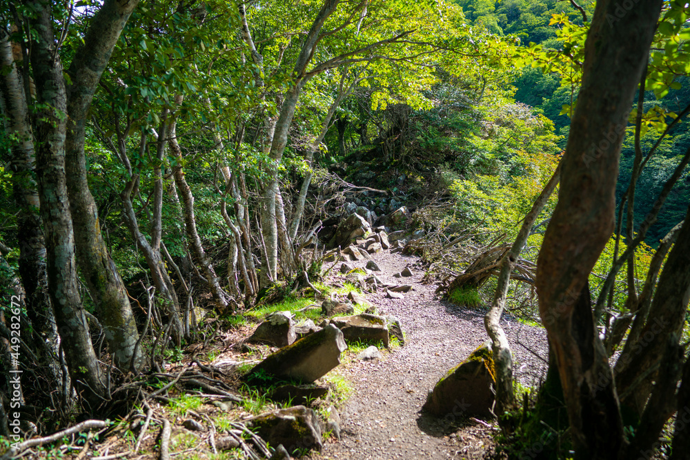 Obraz premium 群馬県前橋市、桐生市にある赤城山、黒檜山、地蔵岳を登山している風景 Scenery of climbing Mt. Akagi, Mt. Kurobi-san and Mt. Jizo-dake in Maebashi and Kiryu, Gunma Prefecture. 