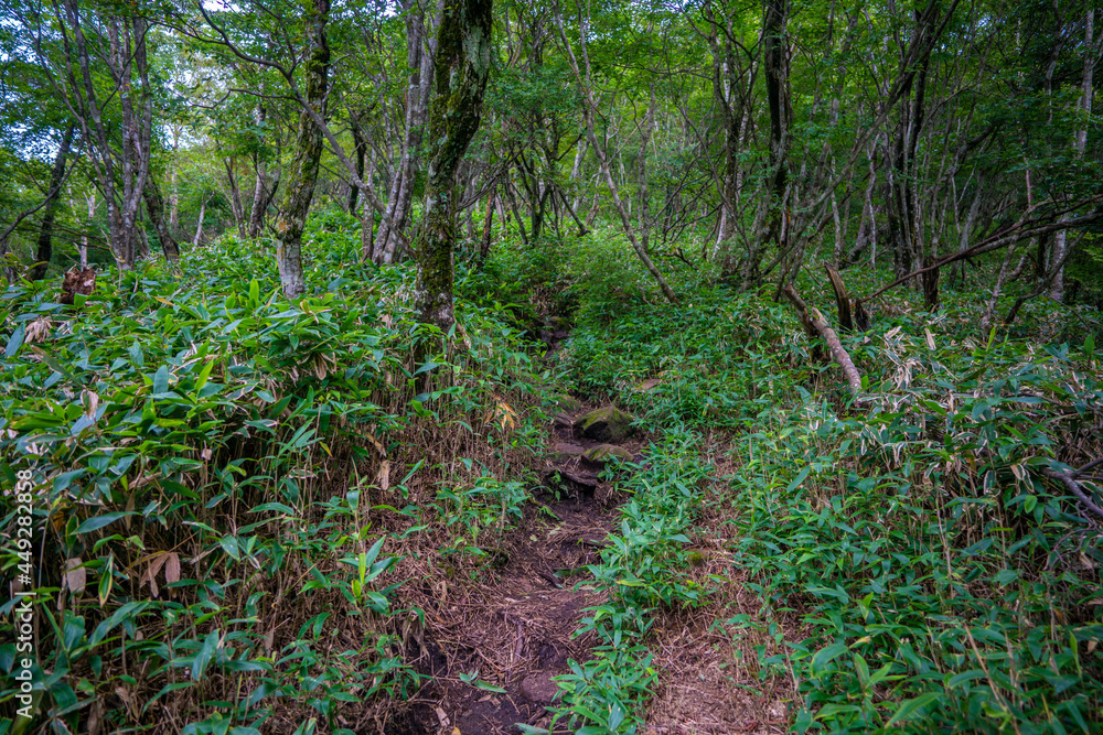 群馬県前橋市、桐生市にある赤城山、黒檜山、地蔵岳を登山している風景 Scenery of climbing Mt. Akagi, Mt. Kurobi-san and Mt. Jizo-dake in Maebashi and Kiryu, Gunma Prefecture. 群馬県前橋市、桐生市にある赤城山、黒檜山、地蔵岳を登山している風景 Scenery of climbing Mt. Akagi, Mt. Kurobi-san and Mt. Jizo-dake in Maebashi and Kiryu, Gunma Prefecture.