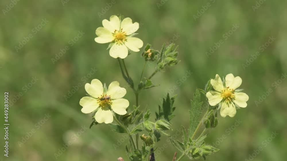 Sulfur Cinquefoil flowers blooming in summer, with tiny bees gathering nectar from it Sulfur Cinquefoil flowers blooming in summer, with tiny bees gathering nectar from it