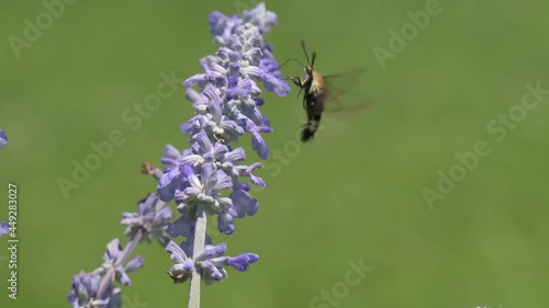 Snowberry clearwing moth hovering around purple sage, feeding on nectar photo