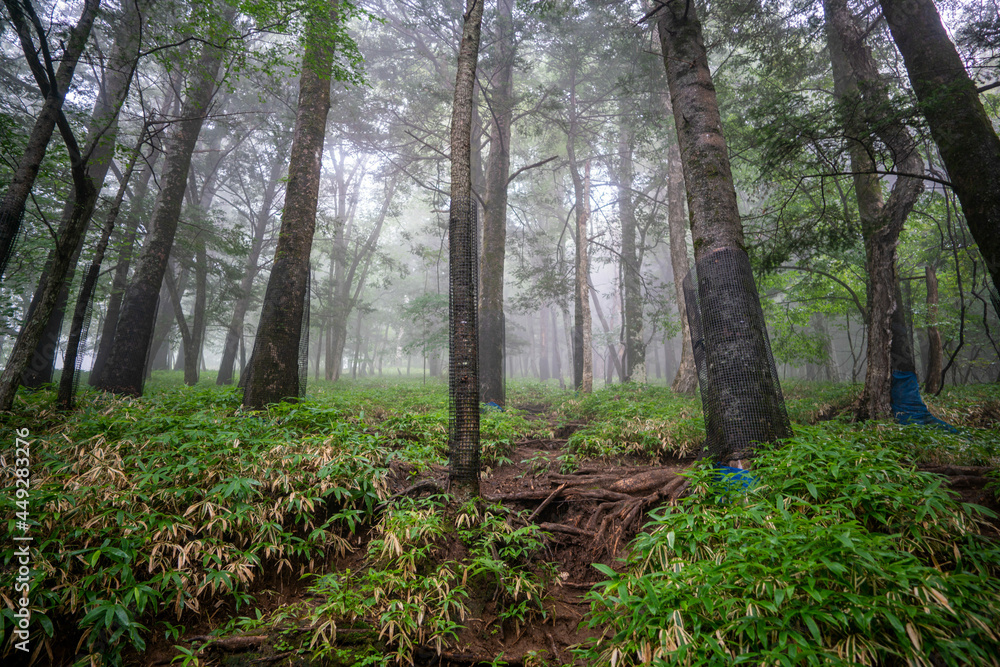 Fototapeta premium 栃木県日光市の男体山に登山している風景 A view of climbing Mt. Ottai in Nikko City, Tochigi Prefecture. 