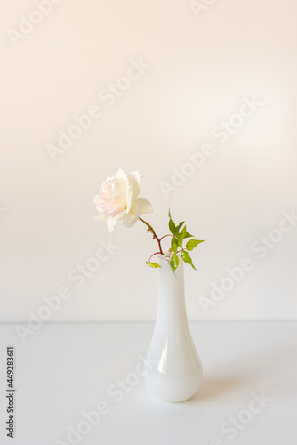 Vertical closeup of delicate single rose blossom in small white vase  selective focus 