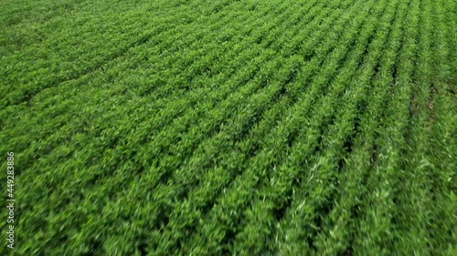 soybean field by drone