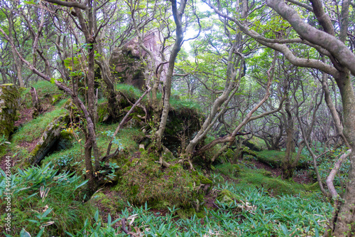 大分県玖珠郡九重町、竹田市久住町のくじゅう連山を登山している風景 A scene of climbing the Kujyu mountain range in Kusu-gun, Kokonoe-machi and Takeda-shi, Oita Prefecture. 