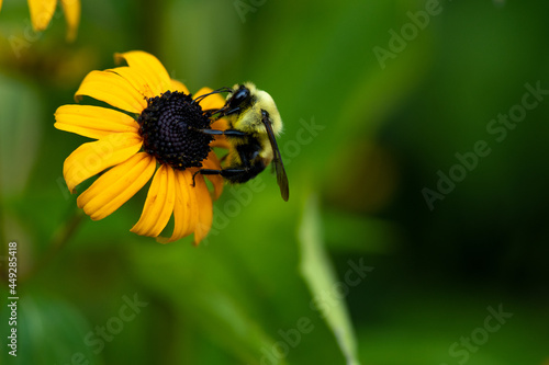 bee on flower