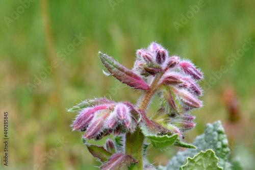 Plant Borager Leaf 02 photo