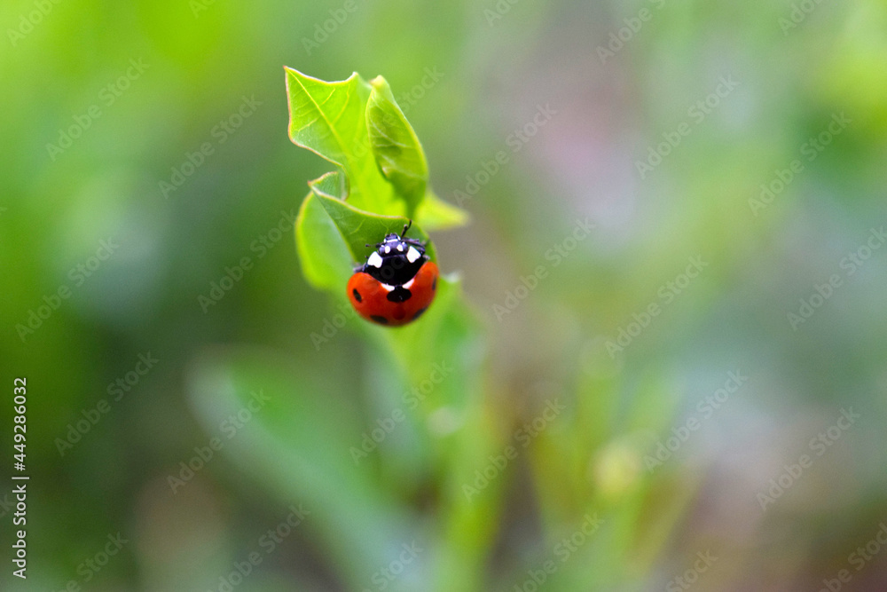 Lady Bird Beetle 06 Lady Bird Beetle 06