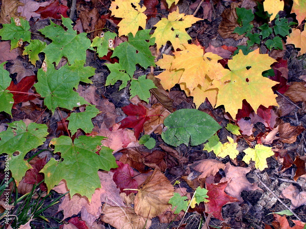 Autumn leaves, MN North Shore Autumn leaves, MN North Shore