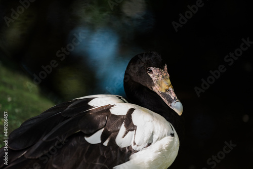 Australian native magpie goose looking at camera