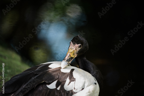 Australian native magpie goose preening its feathers and looking at camera