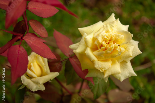 yellow Rose
