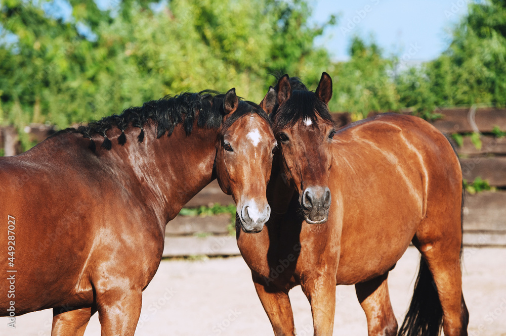 Two bay horses are friends and walk together. Group portrait of beautiful sport horses Two bay horses are friends and walk together. Group portrait of beautiful sport horses