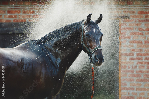 Horse portrait in spray of water. Horse shower at the stable photo