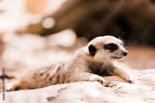 meerkat on relaxing close up