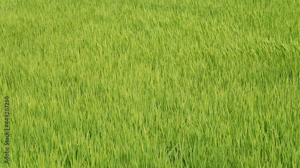 収穫前の稲