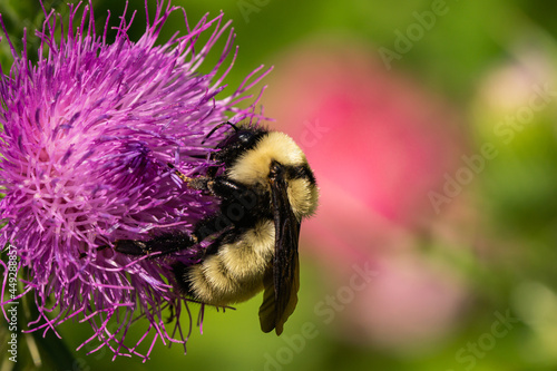 Northern Golden Bumblebee on Bull Thistle Flowers