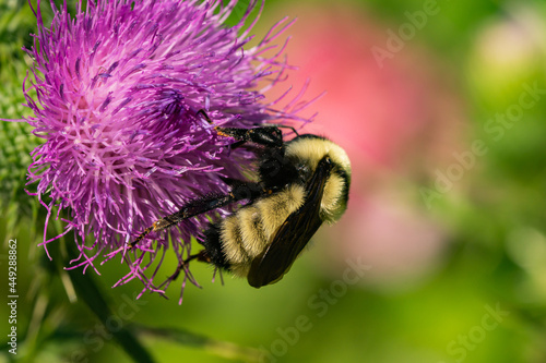 Northern Golden Bumblebee on Bull Thistle Flowers photo