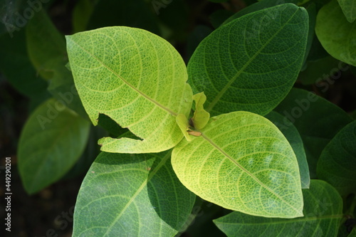 Pseuderanthemum Reticulatum (Japanese jasmine, melati jepang) with a natural background