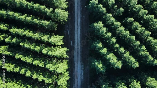 High view of a deserted road leading through a densely planted pine forest. Revealing drone view photo